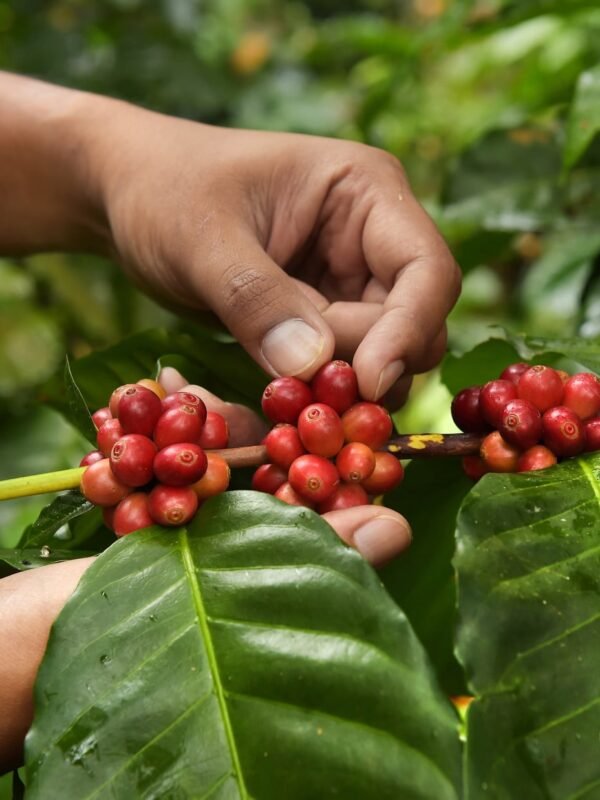 Brazil Fazenda Cachoeira